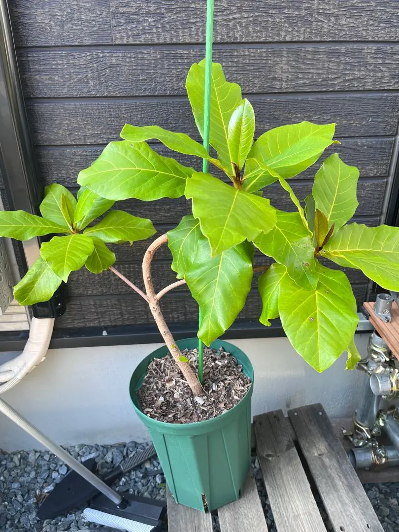 2026年最新】モモタマナ苗の人気アイテム - メルカリ