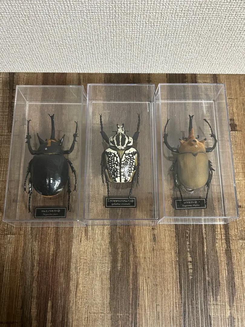 2026年最新】ゾウカブト標本の人気アイテム - メルカリ
