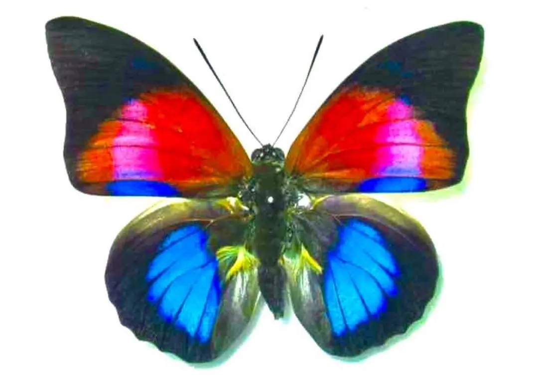 外国産蝶標本】アグリアス・ナルキッサス♂/ブラジル産/78mm