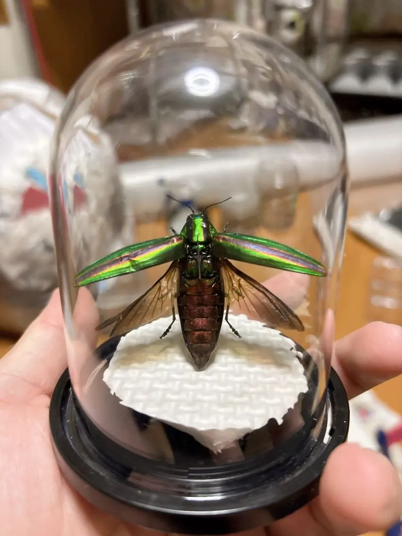 2026年最新】標本 昆虫 タマムシの人気アイテム - メルカリ