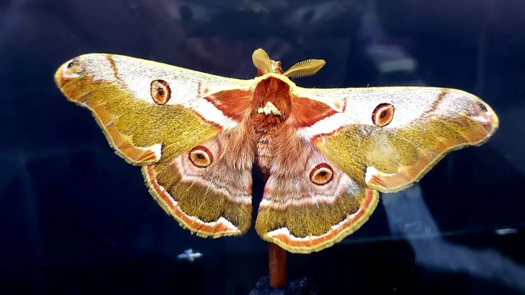2026年最新】ヤママユ 昆虫標本の人気アイテム - メルカリ