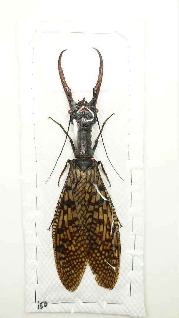 2026年最新】ヘビトンボ 標本の人気アイテム - メルカリ