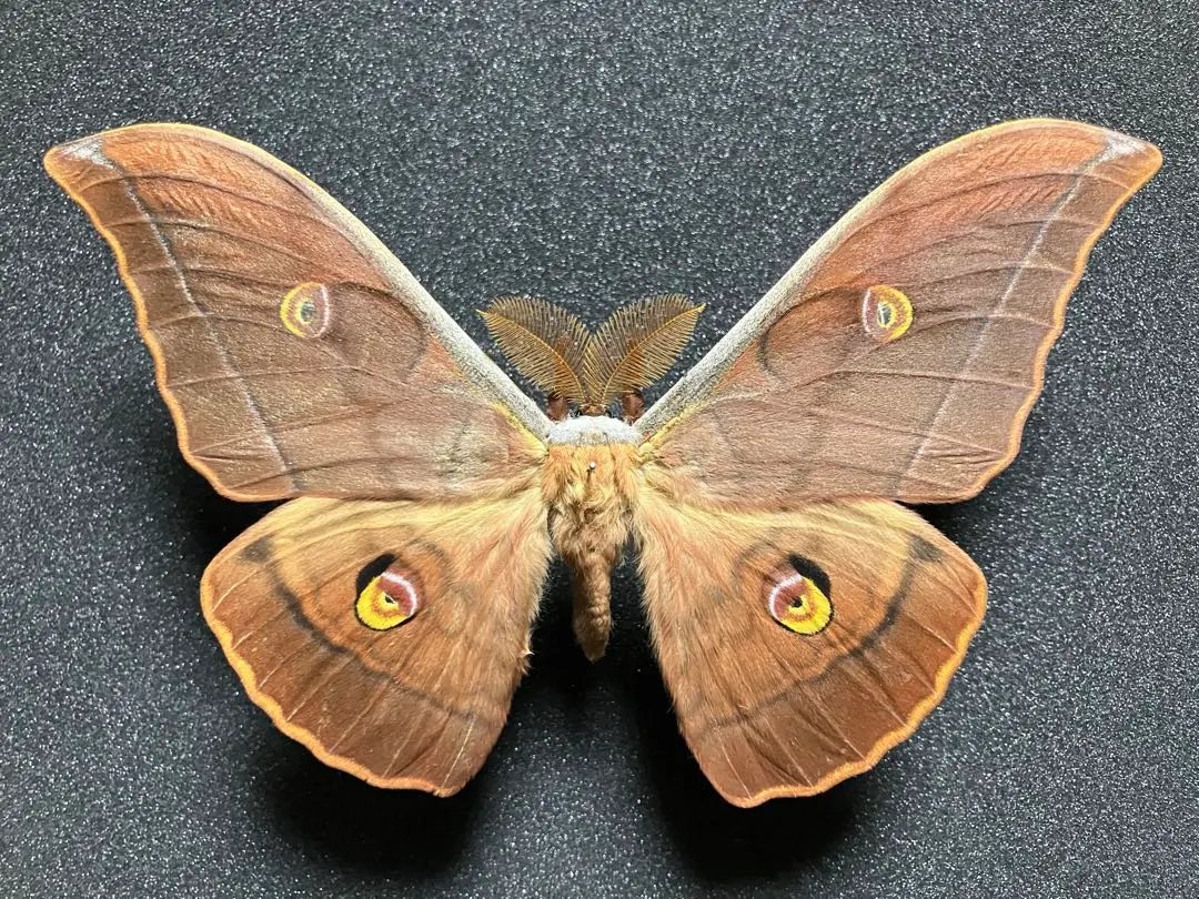 2026年最新】ヤママユ 昆虫標本の人気アイテム - メルカリ