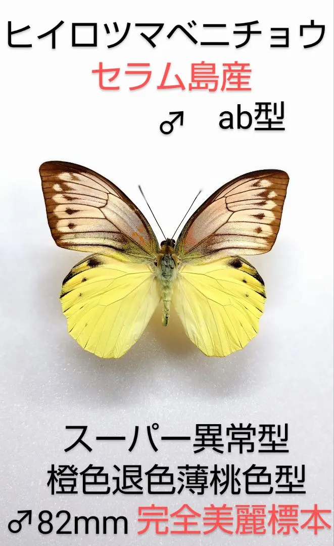 自然雑交】デタニヒイロツマベニ♂♂標本2型☆ペレン島☆