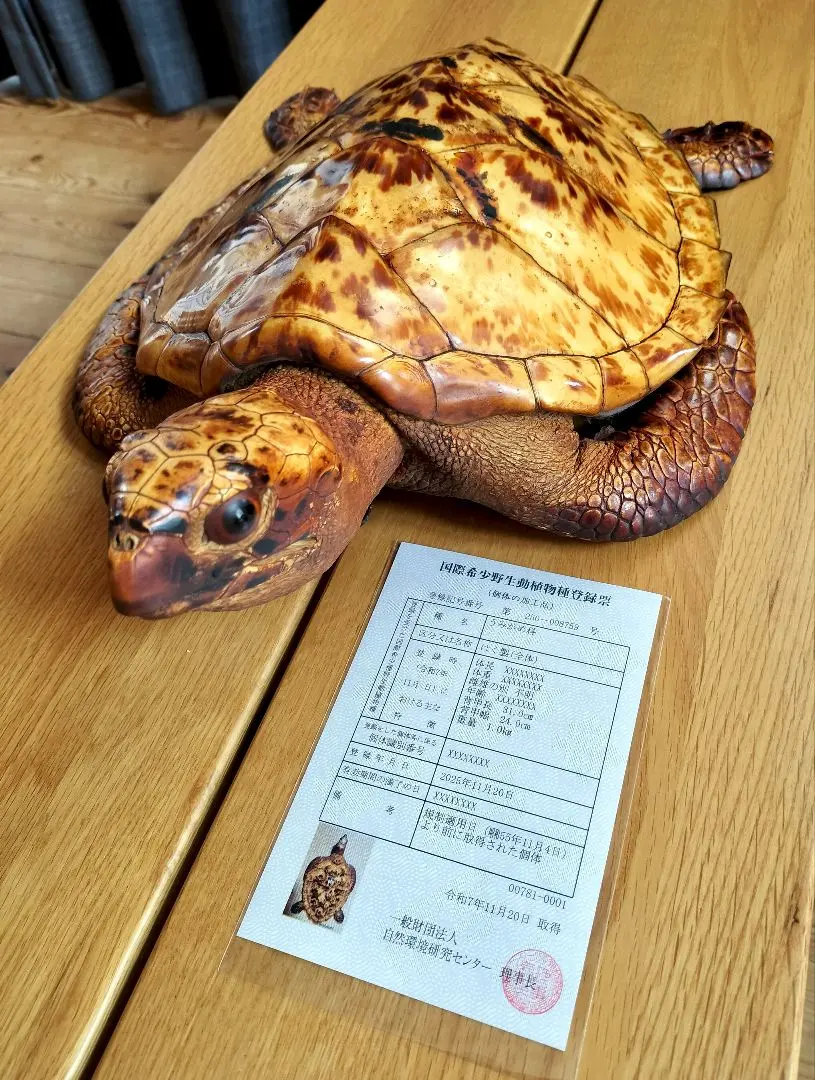 2026年最新】かめの剥製の人気アイテム - メルカリ