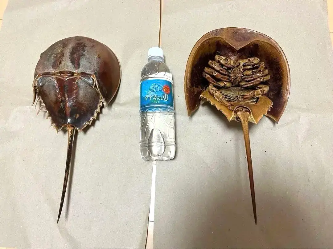 2026年最新】カブトガニ 標本の人気アイテム - メルカリ