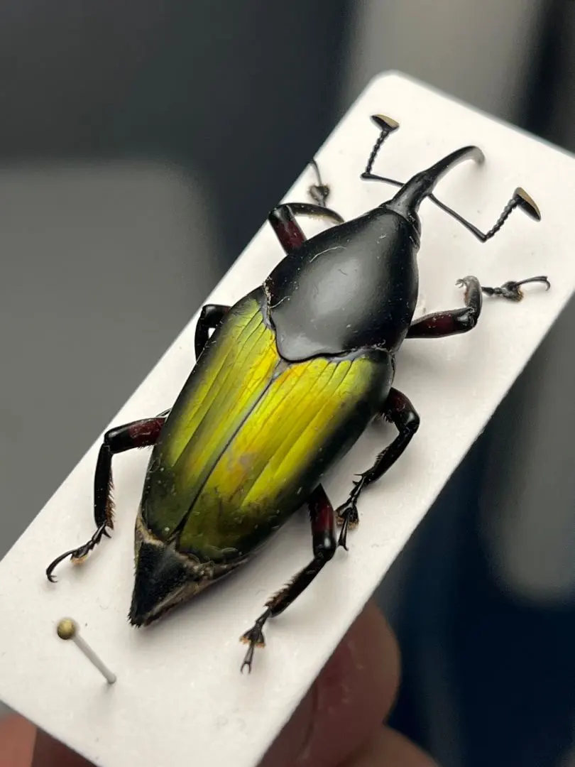 2026年最新】フンコロガシの人気アイテム - メルカリ