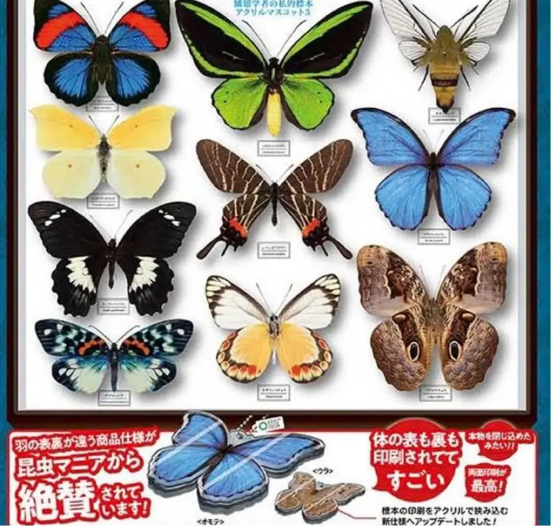 外国産蝶標本】シボリアゲハ♂/タイ.チェンダオ産/96mm