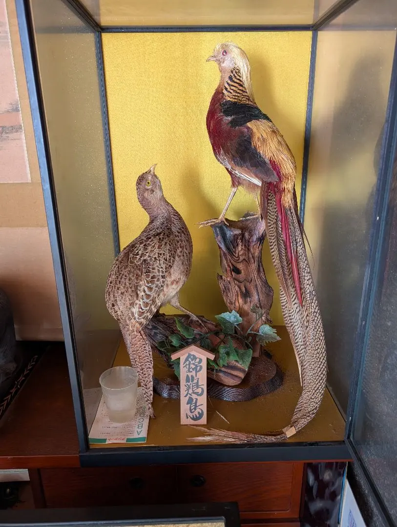 2026年最新】雉 剥製の人気アイテム - メルカリ
