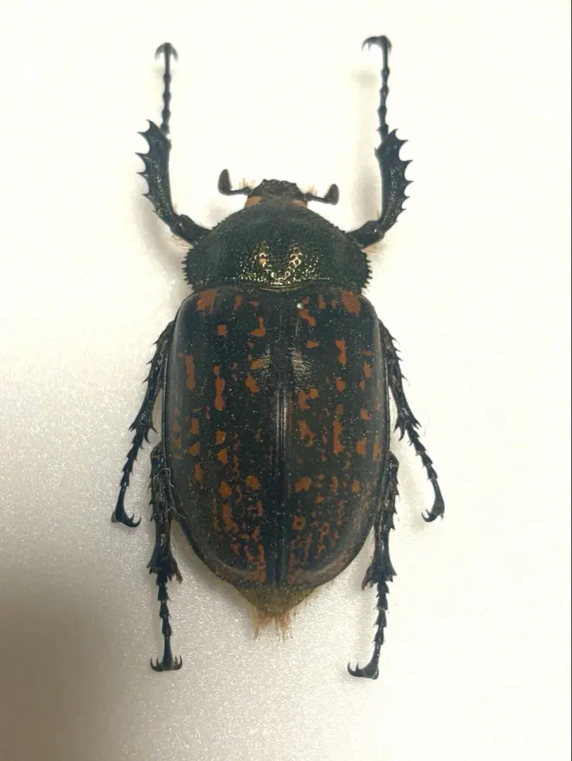 2026年最新】テナガコガネの人気アイテム - メルカリ