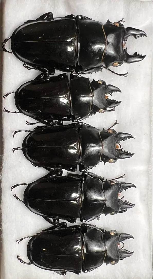 蝶 標本 額入り 22種 モルフォ 等 昆虫標本 蝶標本 まとめ売り 標本 H1