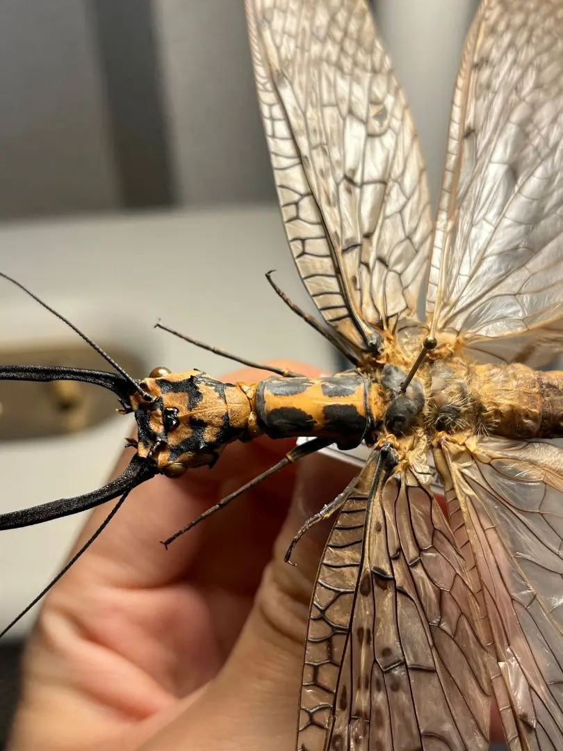 2026年最新】ヘビトンボ 標本の人気アイテム - メルカリ