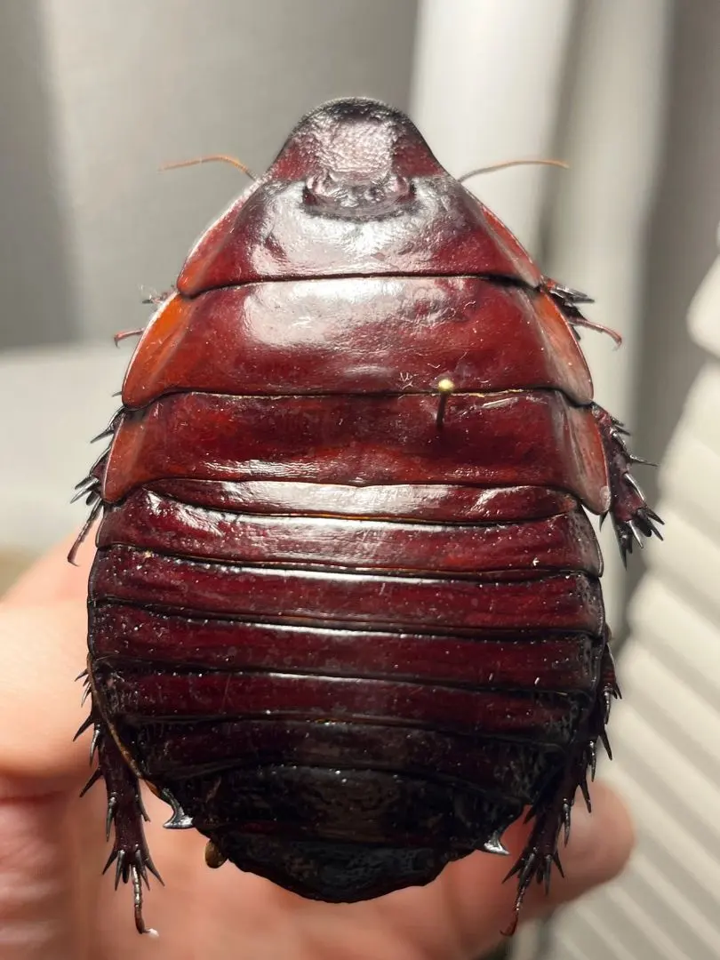 2026年最新】標本 ゴキブリの人気アイテム - メルカリ