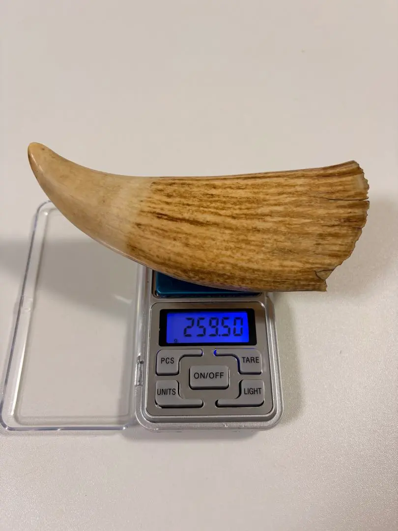 2026年最新】マッコウクジラの歯の人気アイテム - メルカリ