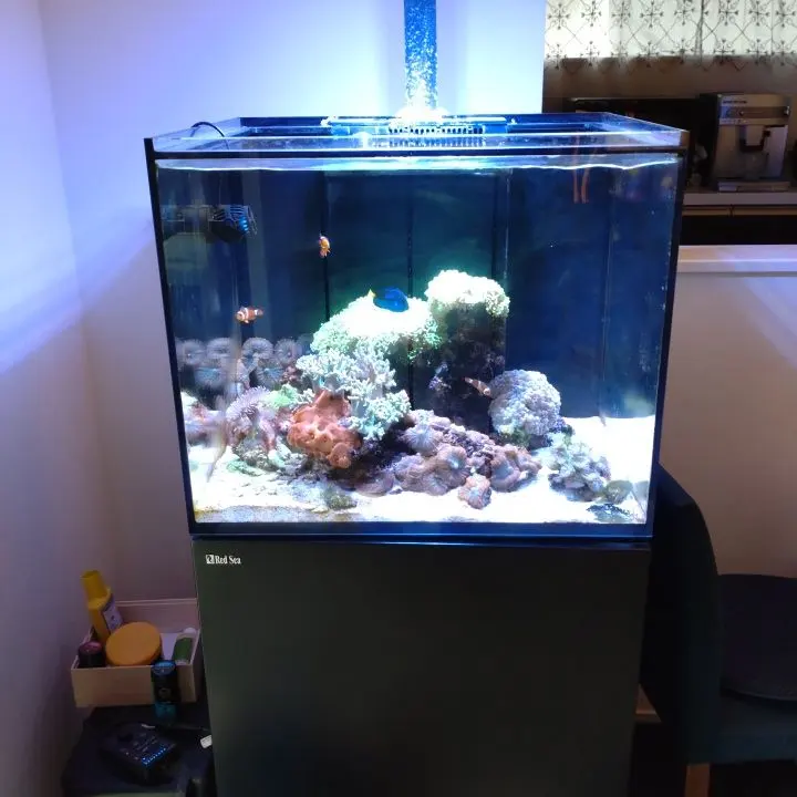 2026年最新】Red Sea オーバーフロー水槽の人気アイテム - メルカリ