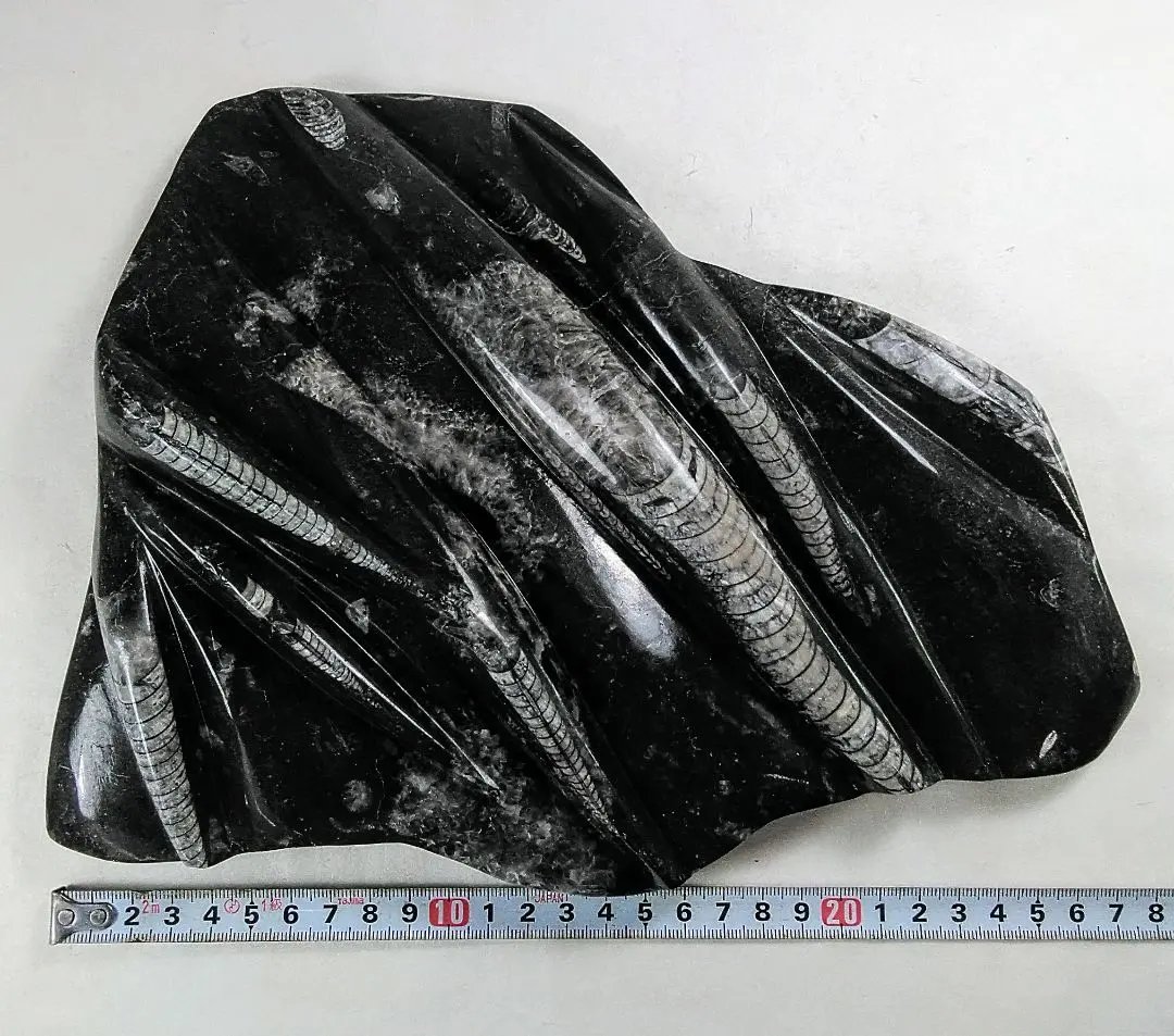 直角石モロッコ・ブーティシュラ山産 化石