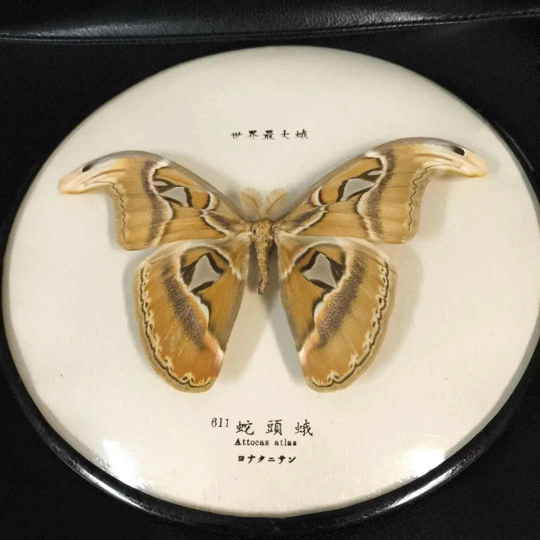 2026年最新】ヨナグニサン 標本の人気アイテム - メルカリ