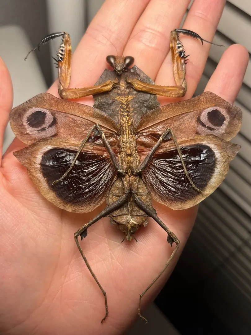 2026年最新】タランチュラ標本の人気アイテム - メルカリ