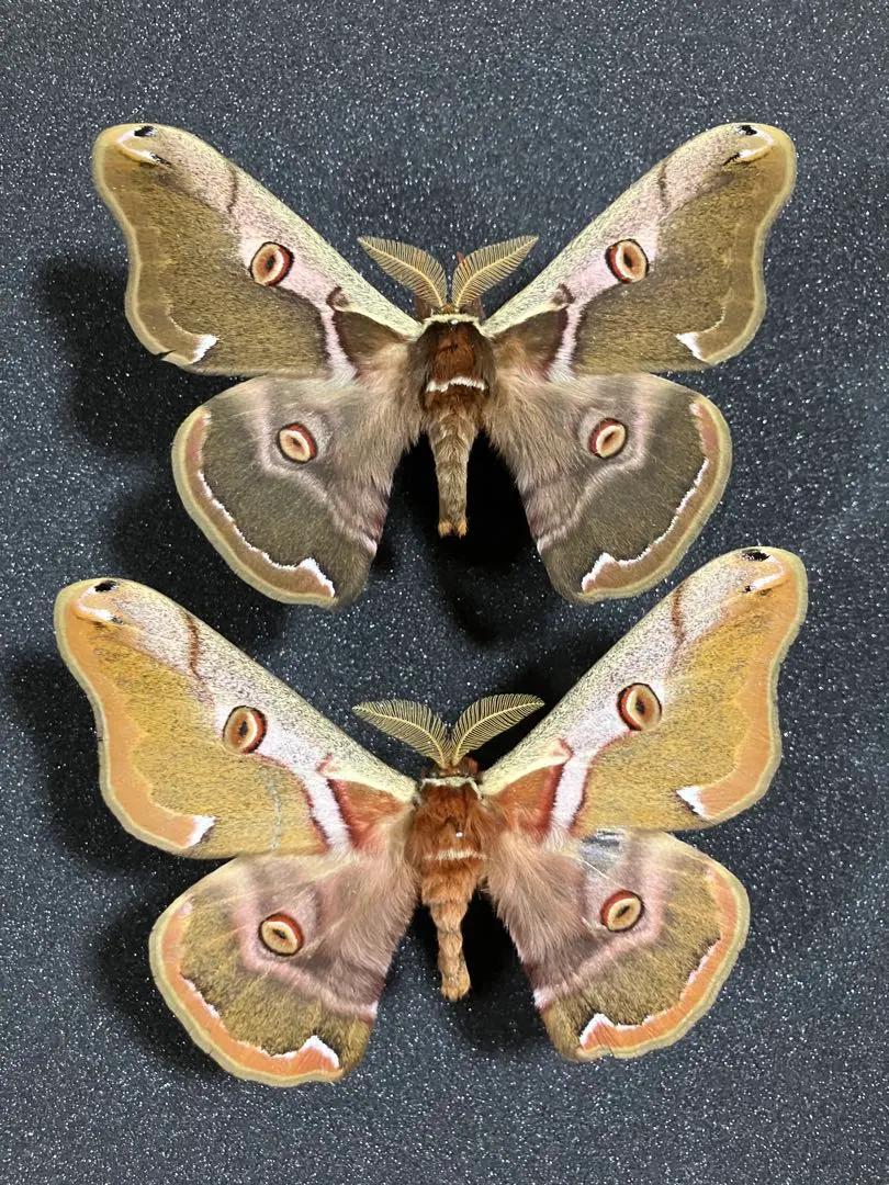 2026年最新】ヤママユ 昆虫標本の人気アイテム - メルカリ