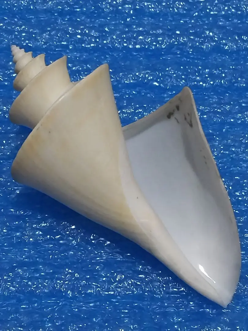 2026年最新】チマキボラの人気アイテム - メルカリ