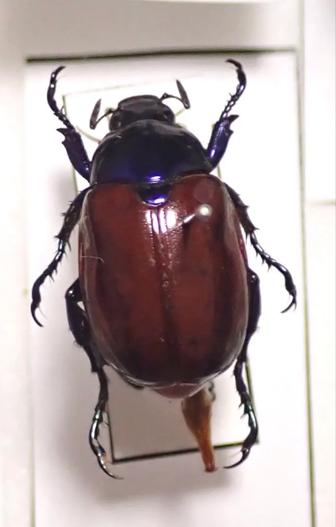 2026年最新】Yahoo!オークション -テナガコガネの中古品・新品・未使用