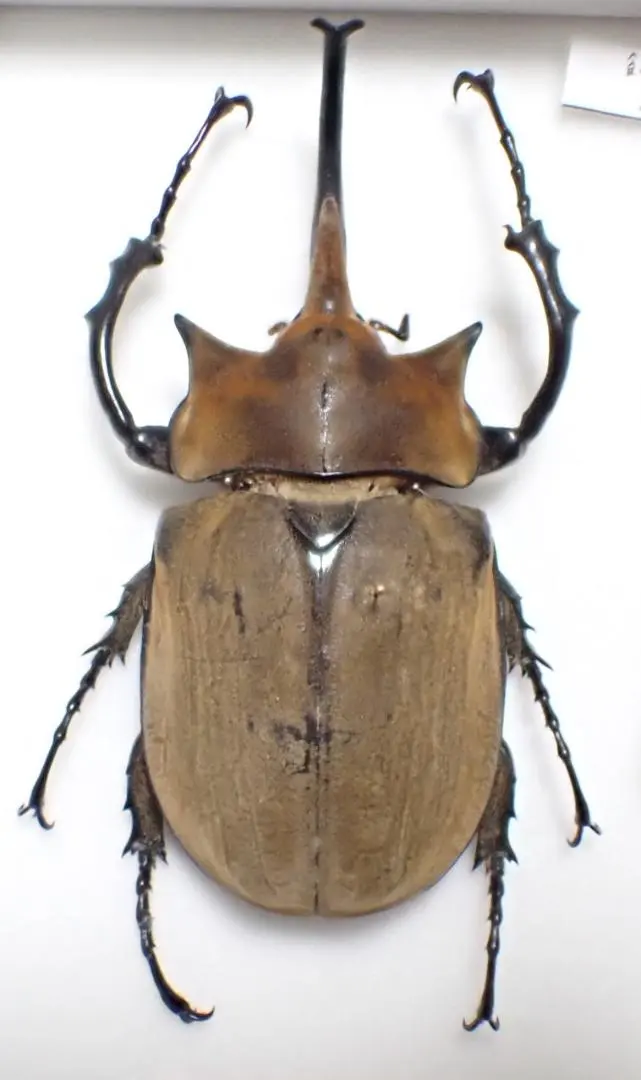 2026年最新】エレファスゾウカブト 標本の人気アイテム - メルカリ