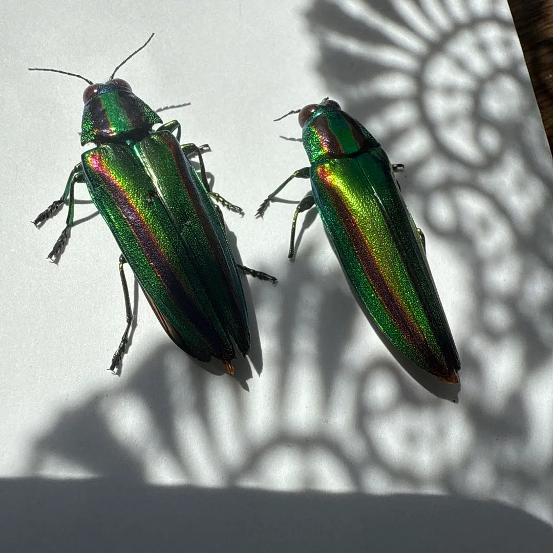 2026年最新】標本 昆虫 タマムシの人気アイテム - メルカリ