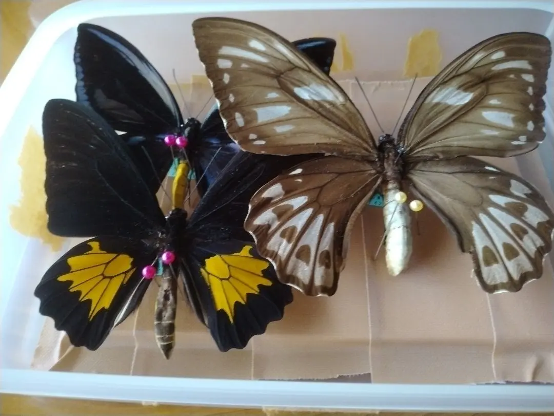 タミラナルルリモンアゲハ ♂標本 南インド産完全品96mm究極美麗標本少数