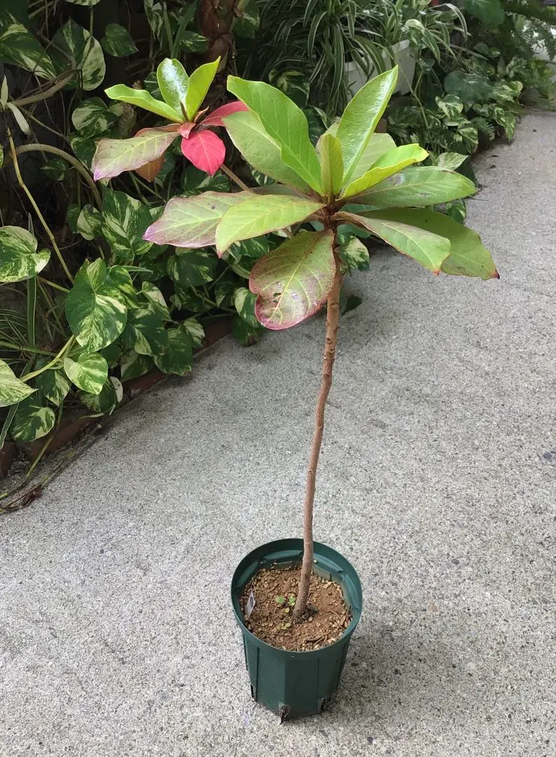 2026年最新】モモタマナ苗の人気アイテム - メルカリ