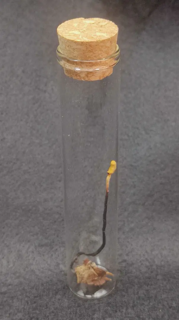 2026年最新】冬虫夏草 標本の人気アイテム - メルカリ