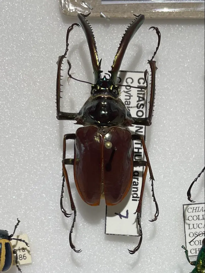 コガシラクワガタホロメタリクス標本 【貴重！】ホロメタリクス・チリ