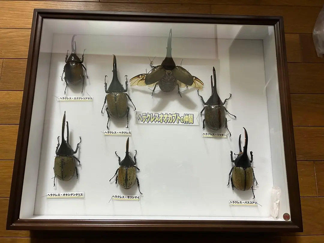 2026年最新】ヘラクレスリッキー 標本の人気アイテム - メルカリ