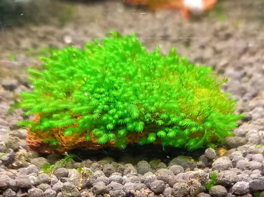 2026年最新】ベルベットモス 水草の人気アイテム - メルカリ