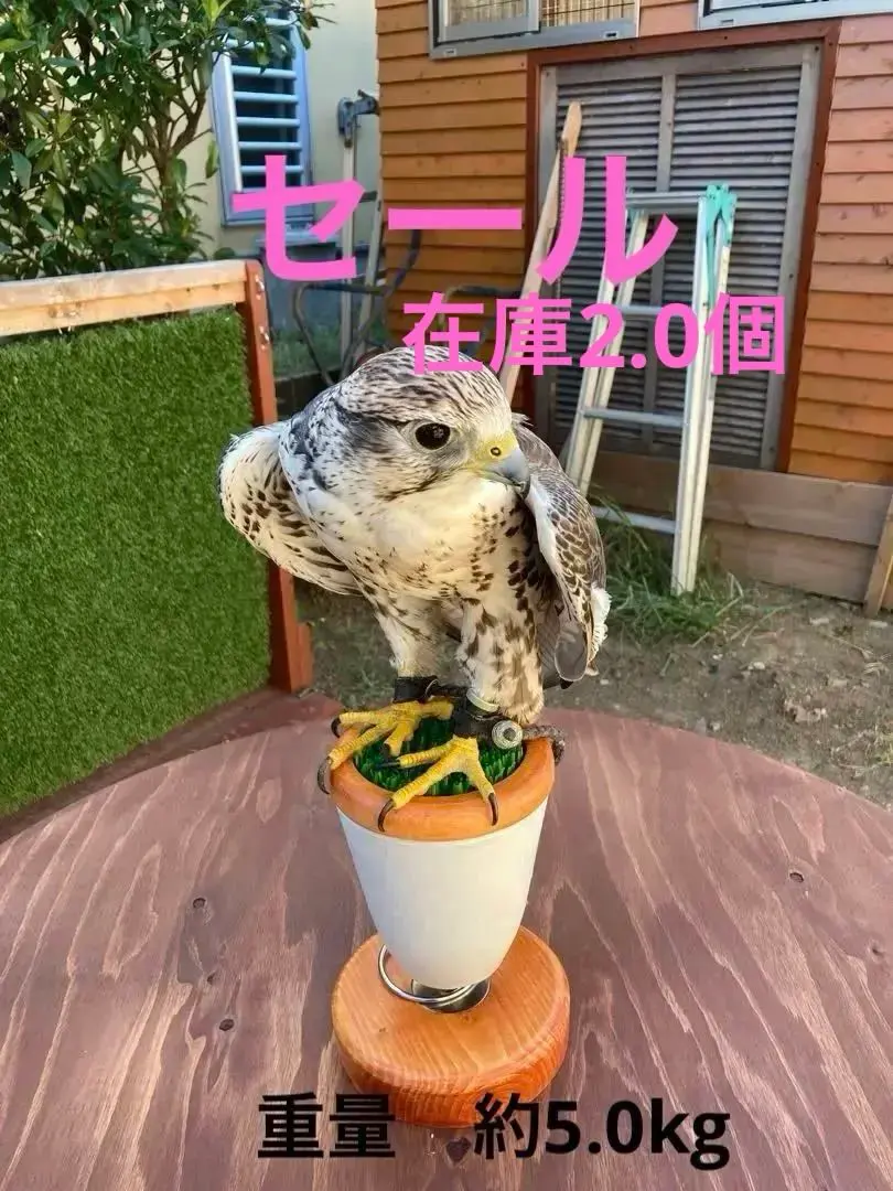 極小型猛禽パーチ、ファルコンブロックB