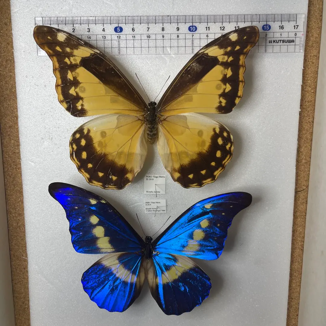 2026年最新】ヘレナモルフォ 標本の人気アイテム - メルカリ