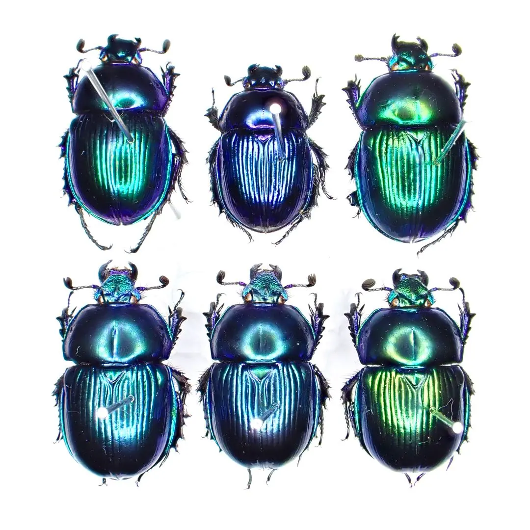 2026年最新】オオセンチコガネの人気アイテム - メルカリ