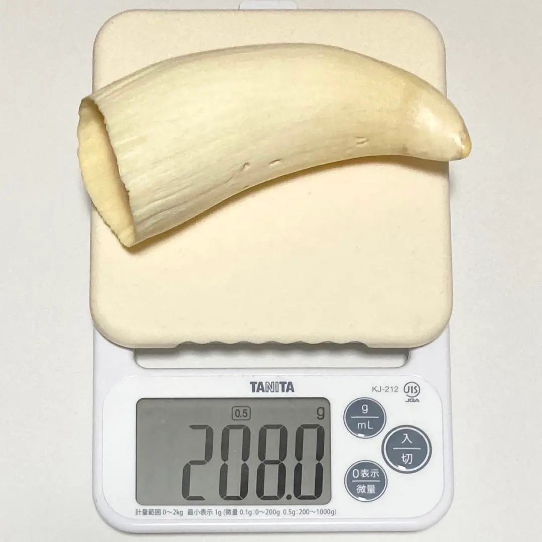 2026年最新】マッコウクジラの歯の人気アイテム - メルカリ