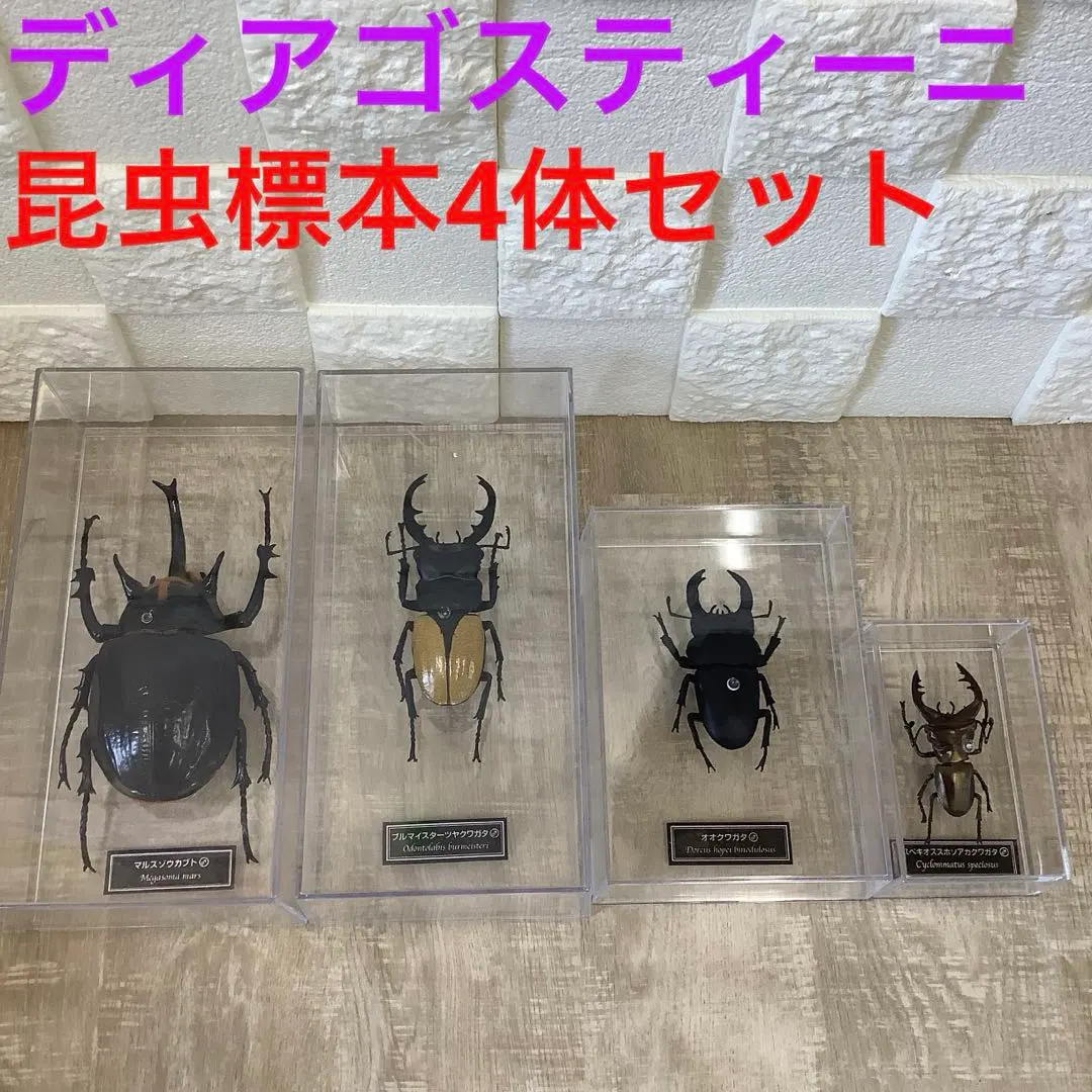 2026年最新】マルスゾウカブト標本の人気アイテム - メルカリ