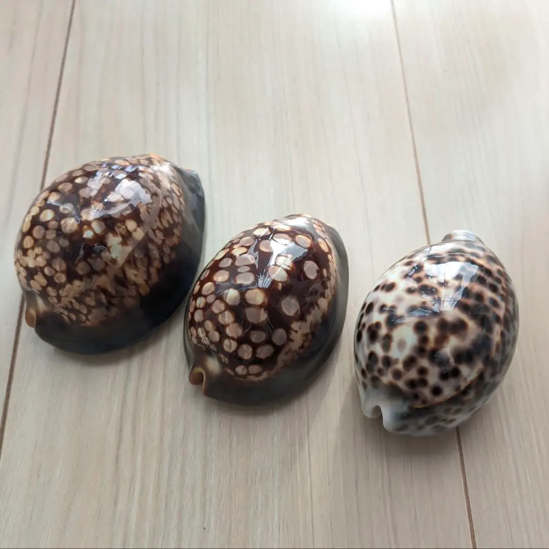 2026年最新】ホシダカラガイの人気アイテム - メルカリ