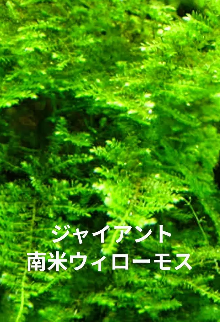 2026年最新】南米ジャイアントウィローモスの人気アイテム - メルカリ