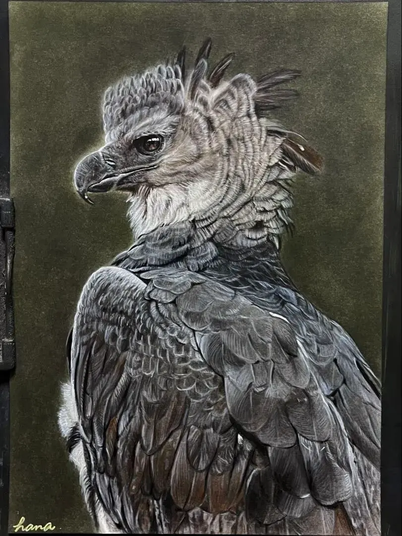 2026年最新】オウギワシの人気アイテム - メルカリ