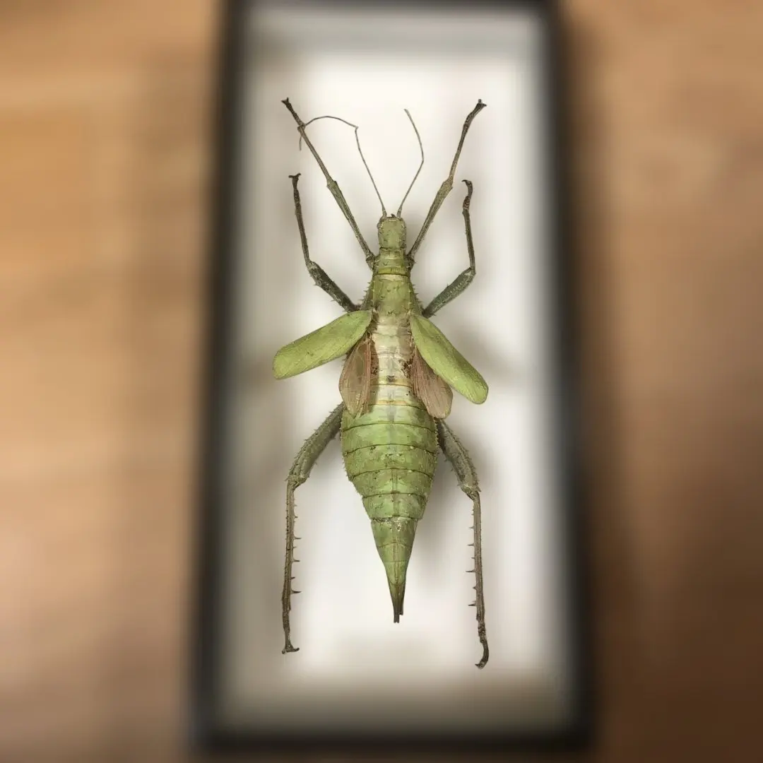 2026年最新】標本 ナナフシの人気アイテム - メルカリ