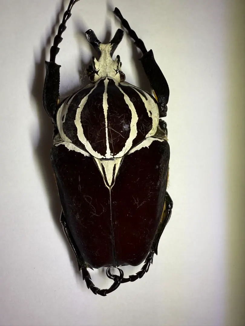 美麗ゴライアスカシクス 69.5㎜ 標本 ラベル付オオツノハナムグリ