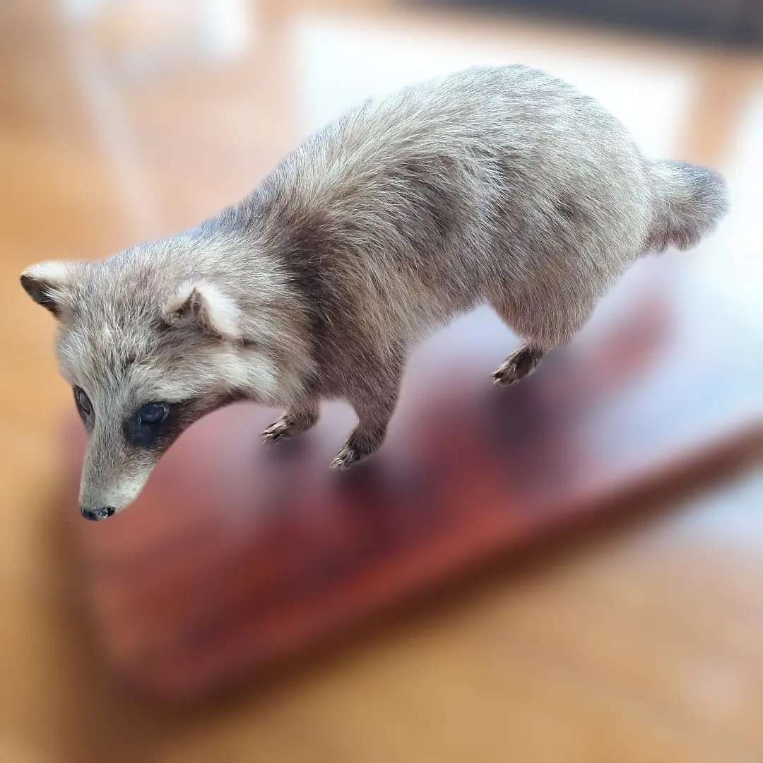 2026年最新】タヌキ 剥製の人気アイテム - メルカリ