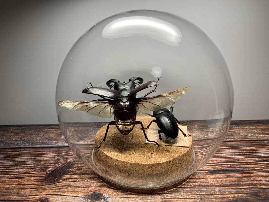 Glass Beetle｜ノコギリクワガタ飛翔＆固定標本 ペアGB-009】
