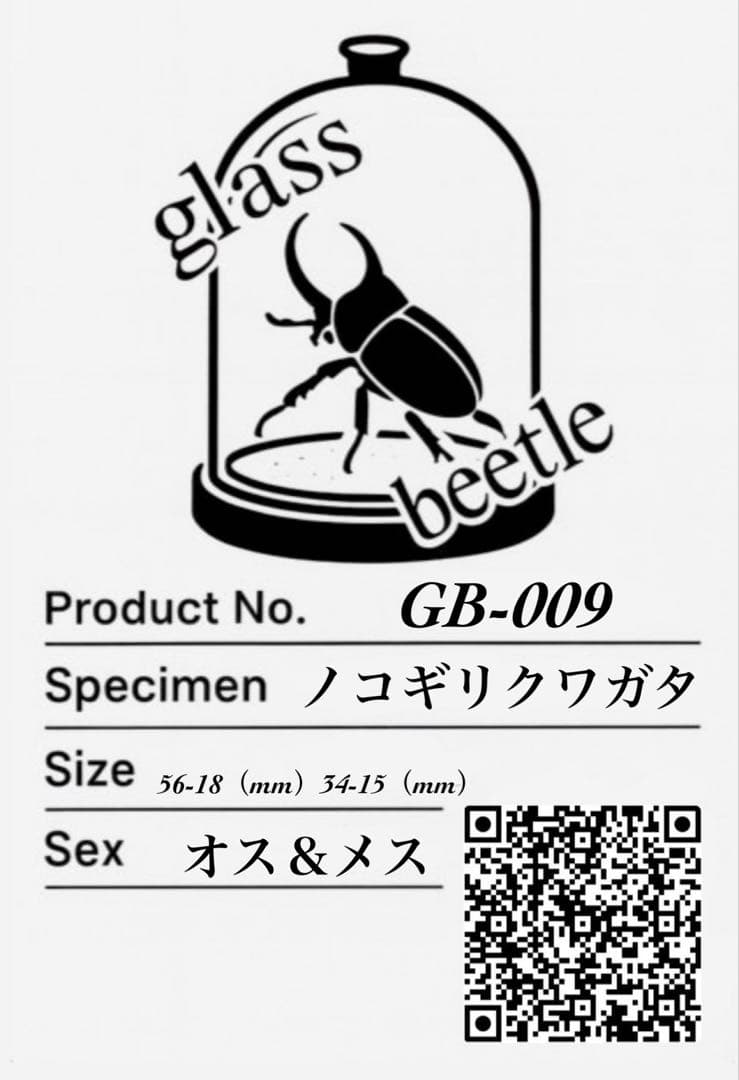 Glass Beetle｜ノコギリクワガタ飛翔＆固定標本 ペアGB-009】