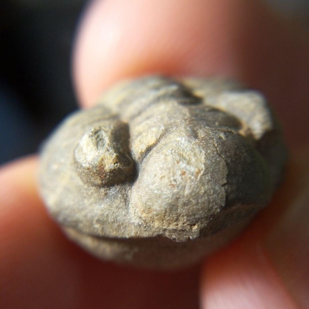 三葉虫　化石　fossil　ボリビア産　レア　Fossil判別⑥ 三葉虫 化石 fossil ボリビア産 trilobite 三葉虫判別⑦