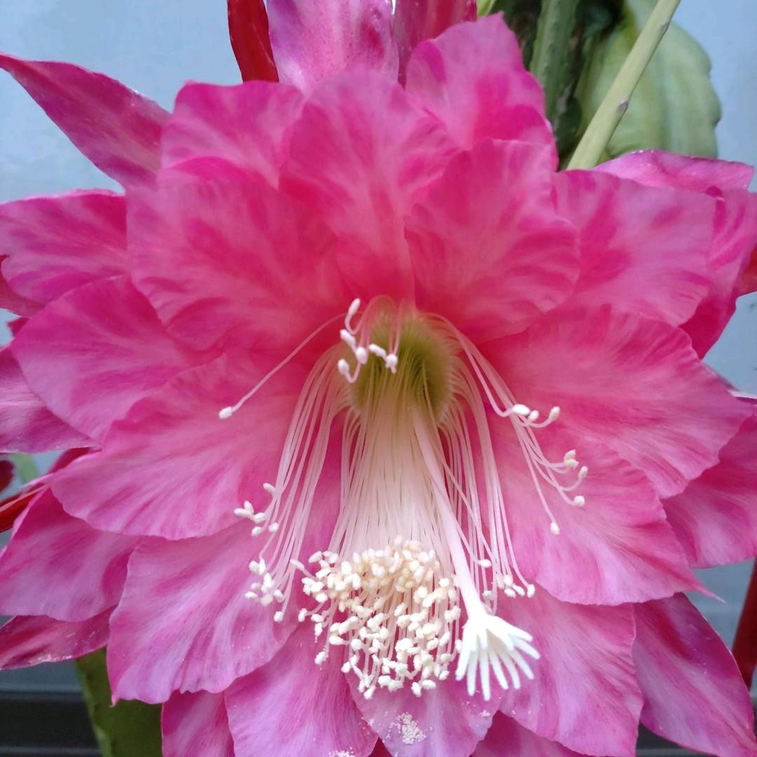 超レア品種 クジャクサボテン 火の鳥 抜き苗1本 確認用です。