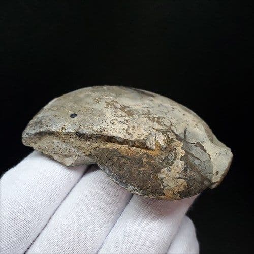 アンモナイト 三畳紀 化石 本物 ノルウェー産 68.18mm  fan5