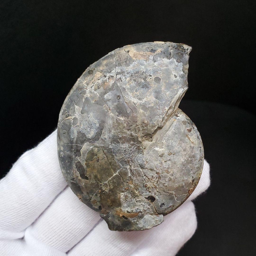 アンモナイト 三畳紀 化石 本物 ノルウェー産 68.18mm  fan5